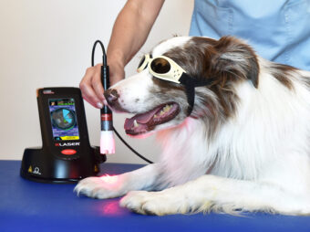 Veterinary laser workshop